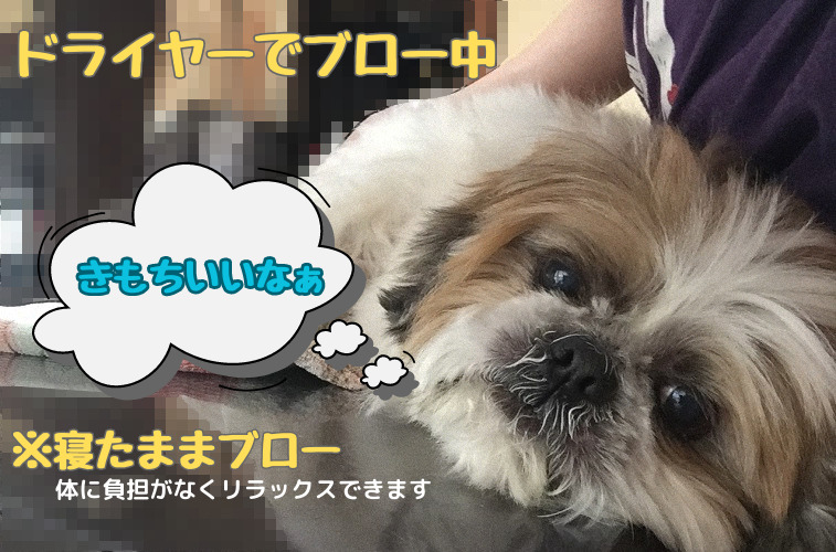 歴代4頭のシーズーと暮らしてきたシーズーLOVEな犬の専門家が、シーズーを迎える・シーズーと暮らす際の悩みを解決する情報を発信中。